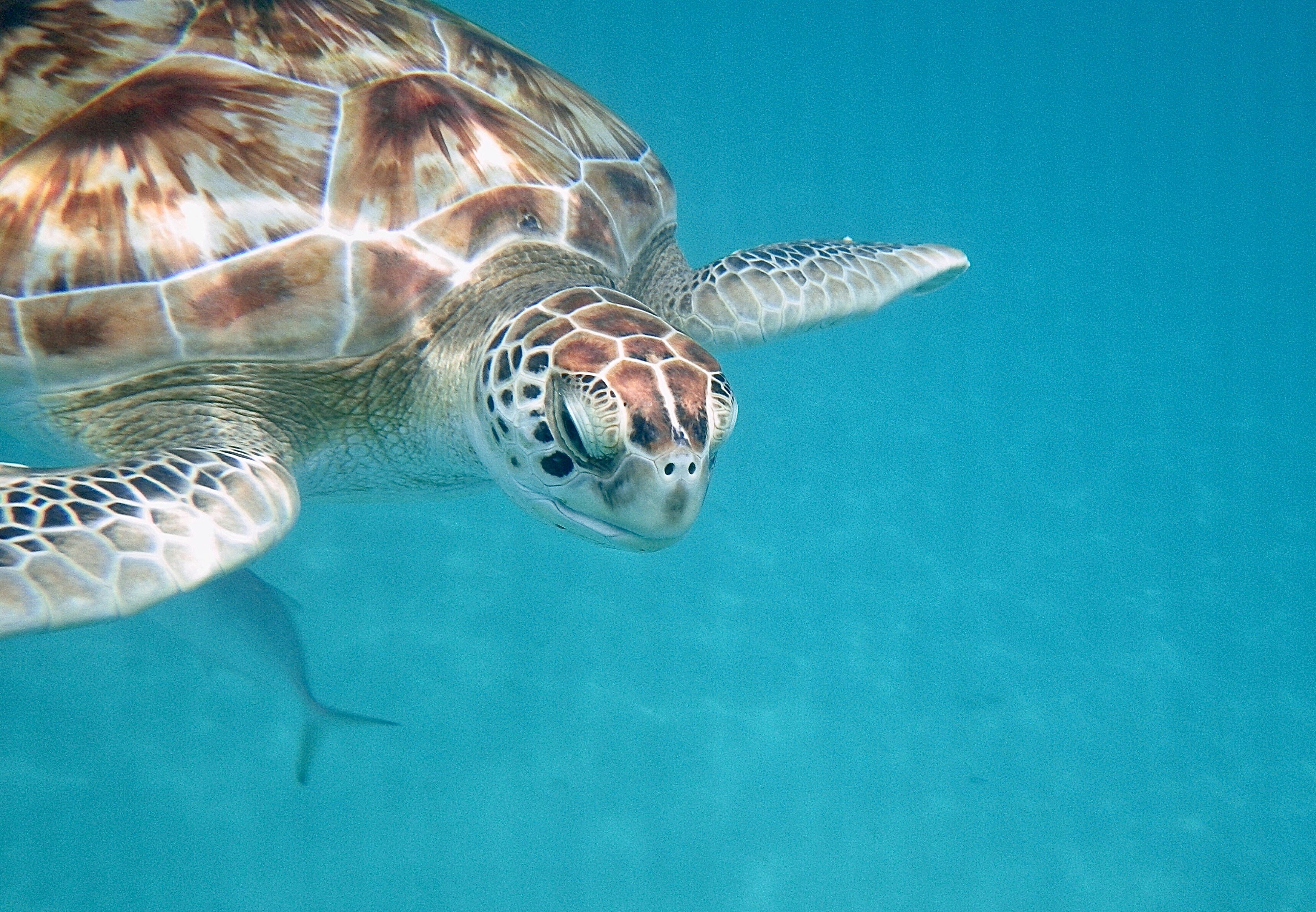 Sea turtle Barbados